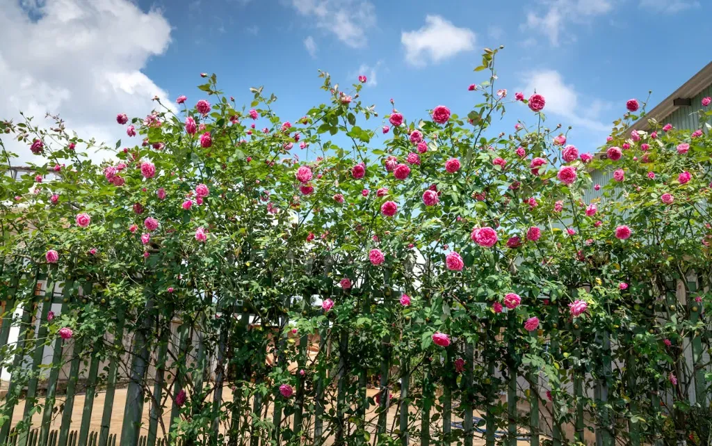 róże pnące