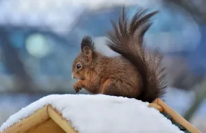Te gryzonie niszczą ogród zimą